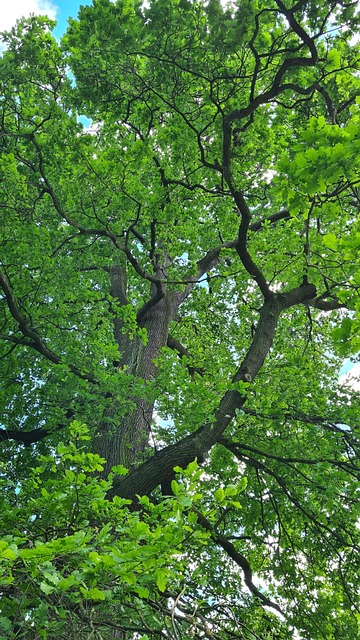 Blick in die weit verzweigte grüne Krone eines Baumes