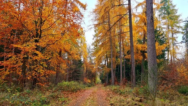 Ein schmaler Weg durch einen Wald mit orangefarbenem Herbstlaub