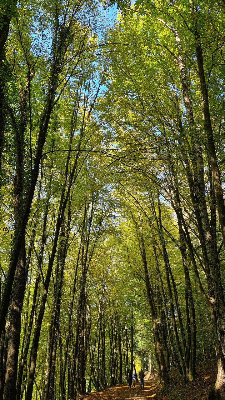 Zwei Menschen auf einem Waldweg unter hohen grünen Bäumen